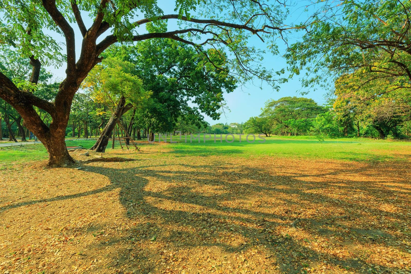 A park in the evening there is a lot of sunlight.