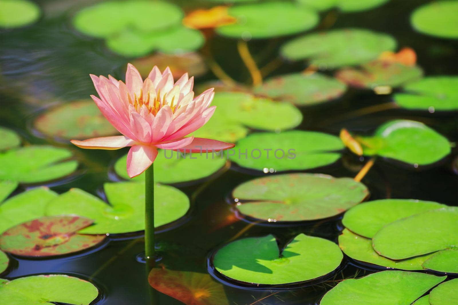 Pink lotus flowers blooming in a pond filled with green leaves.