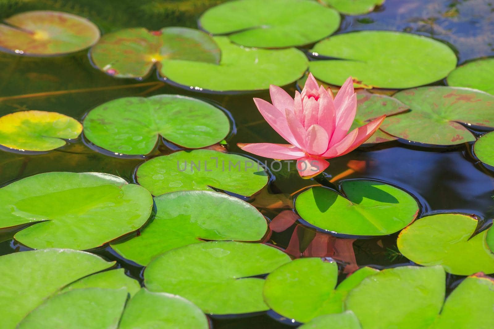 Pink lotus flowers blooming in a pond filled with green leaves.
