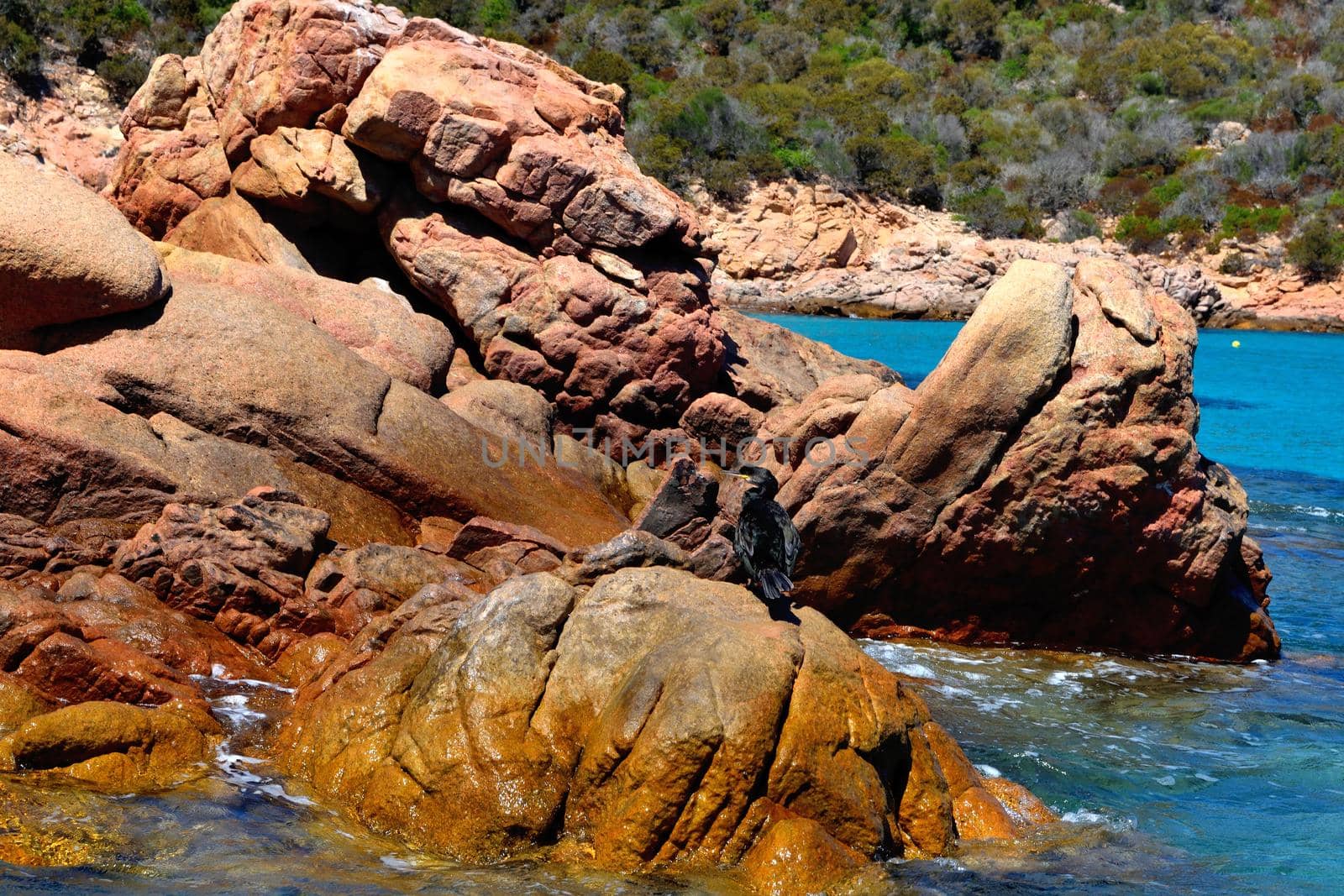 Closeup of a beautiful cormorant on the rocks by silentstock639