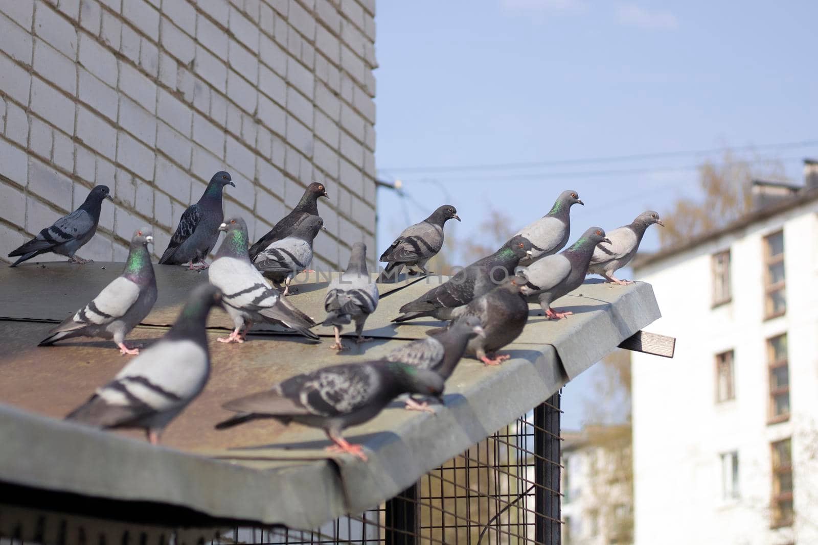 Many gray pigeons sit on the roof on the city street. City meeting or election.