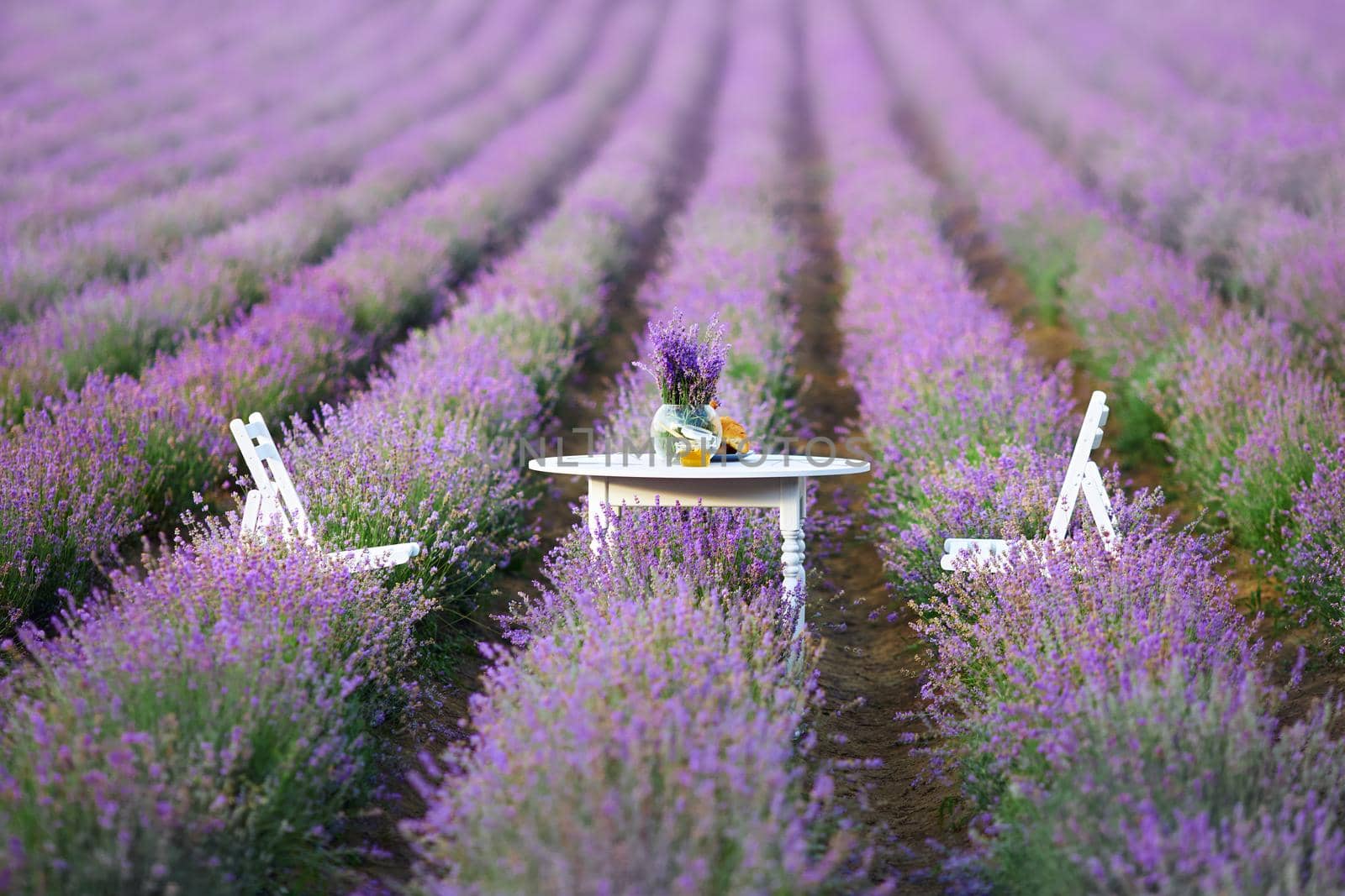 Decorated table and chairs in between lavender patches. by SerhiiBobyk