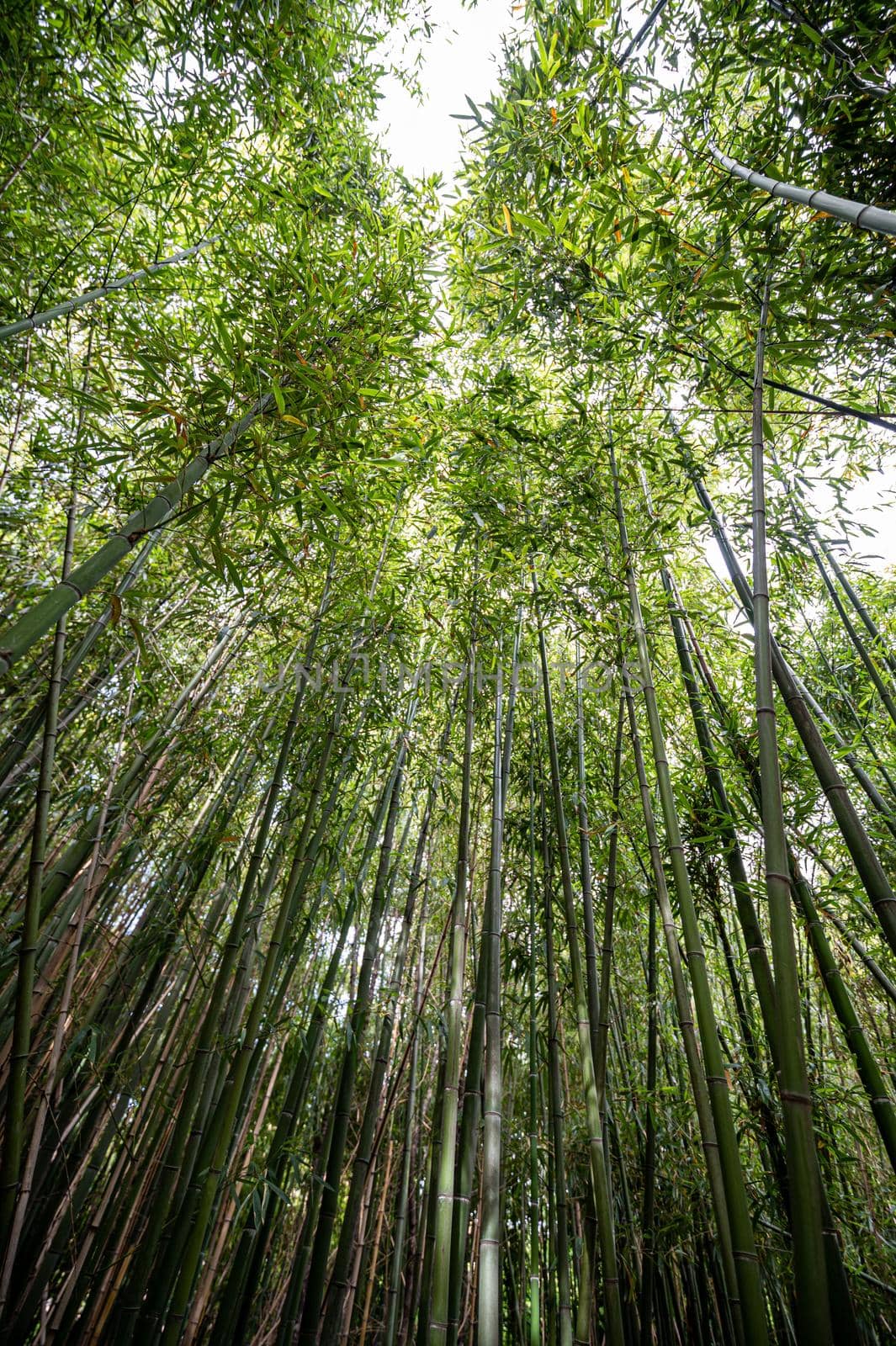 thick green bamboo thicket seen from below