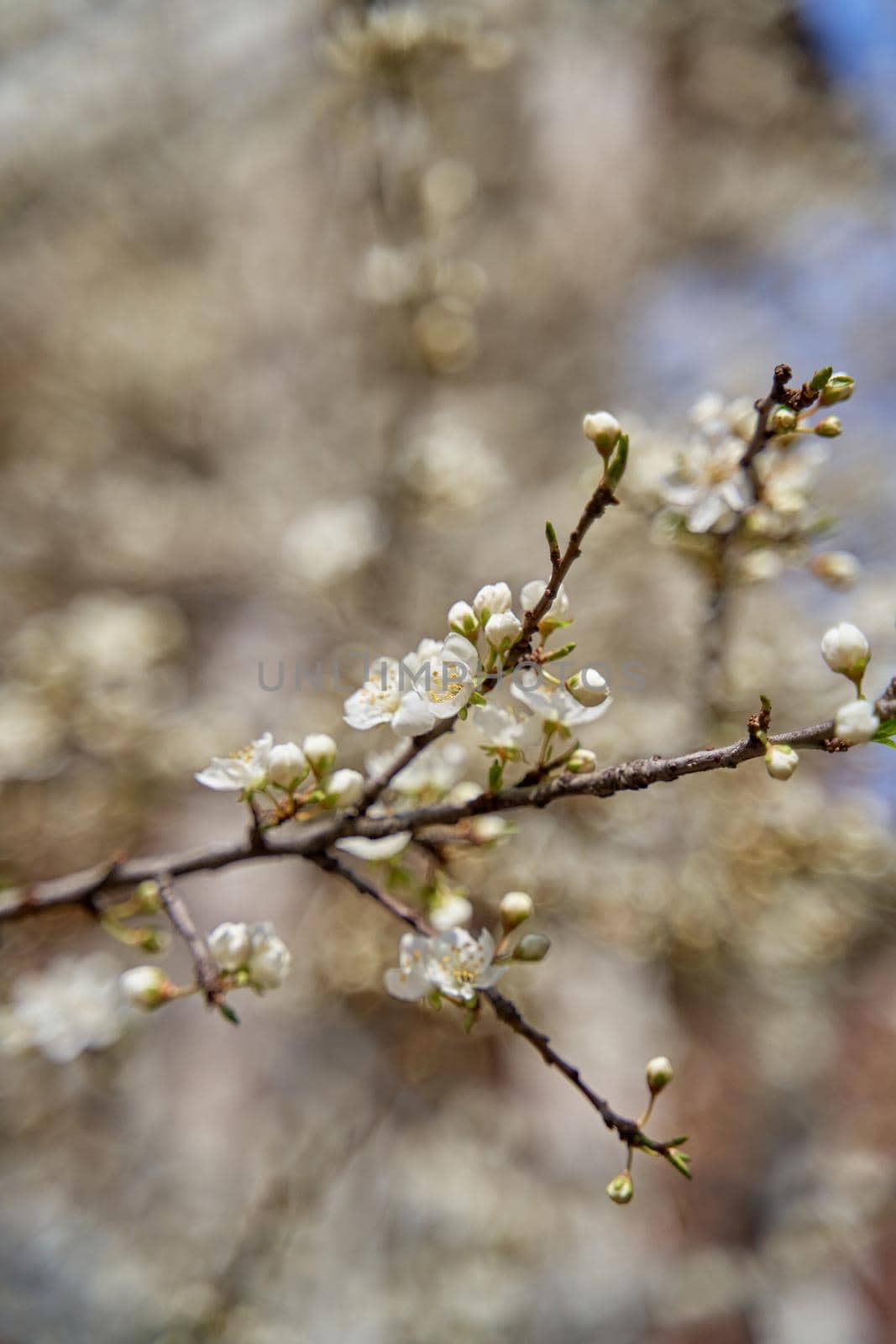 Apricot trees bloom with white flowers in early spring.