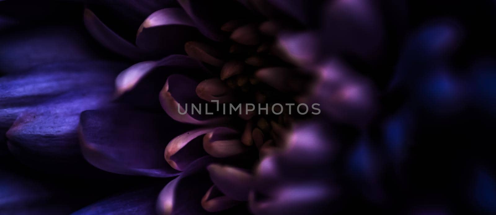 Flora, branding and love concept - Purple daisy flower petals in bloom, abstract floral blossom art background, flowers in spring nature for perfume scent, wedding, luxury beauty brand holiday design