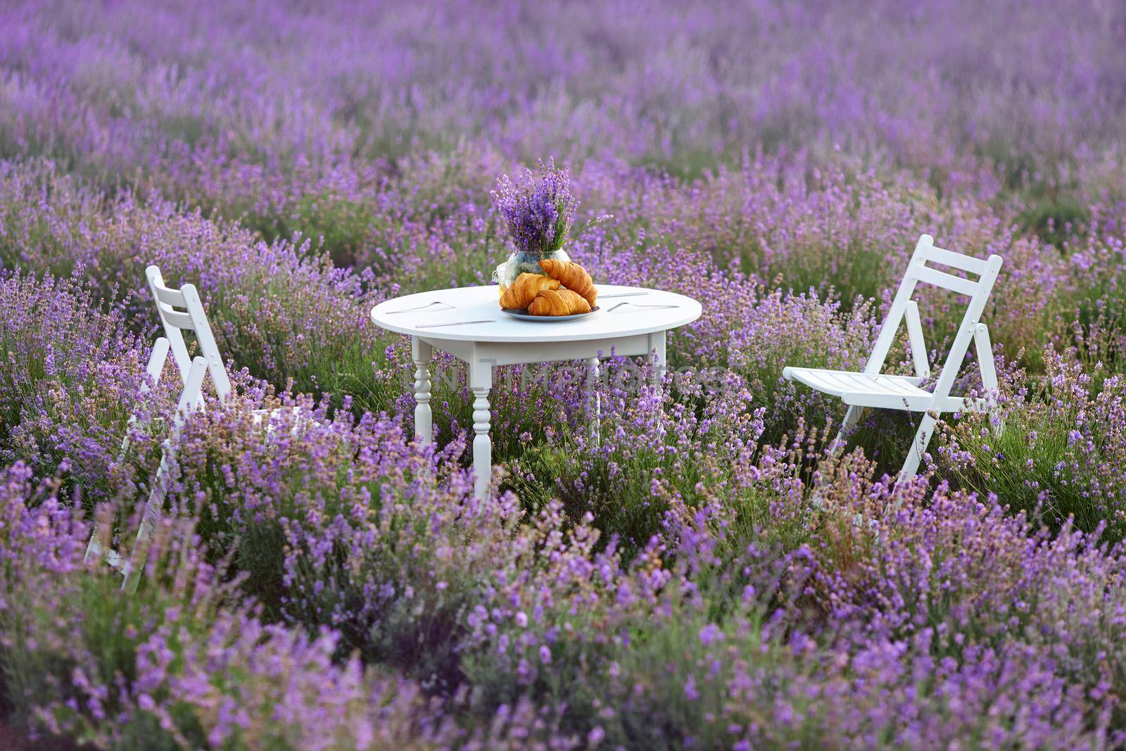 Beautiful decoration for date in lavender field full of blooming purple flowers. White wooden table and two chairs, decorated with fresh delicious croissants and glass vase with lavender bouquet.