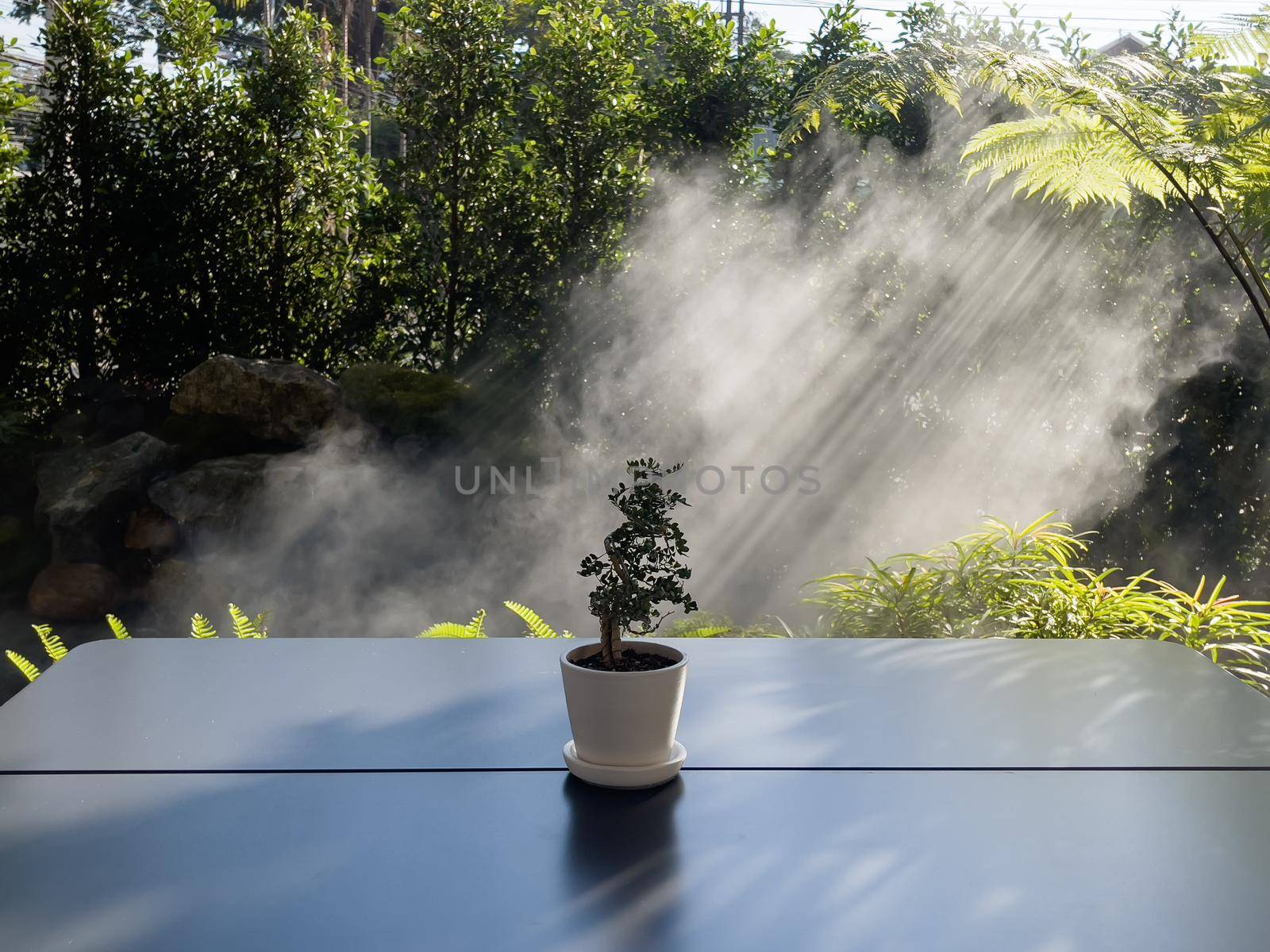 Table of free space with green plant, stock photo