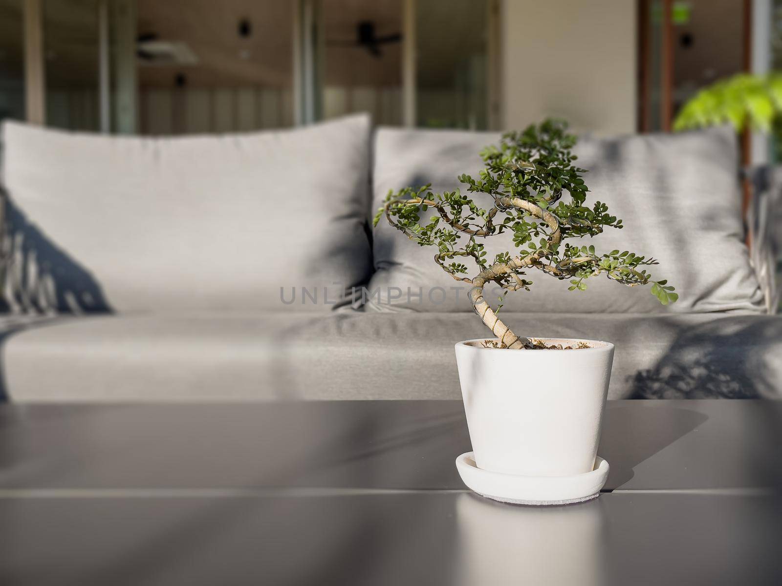 Table of free space with green plant, stock photo