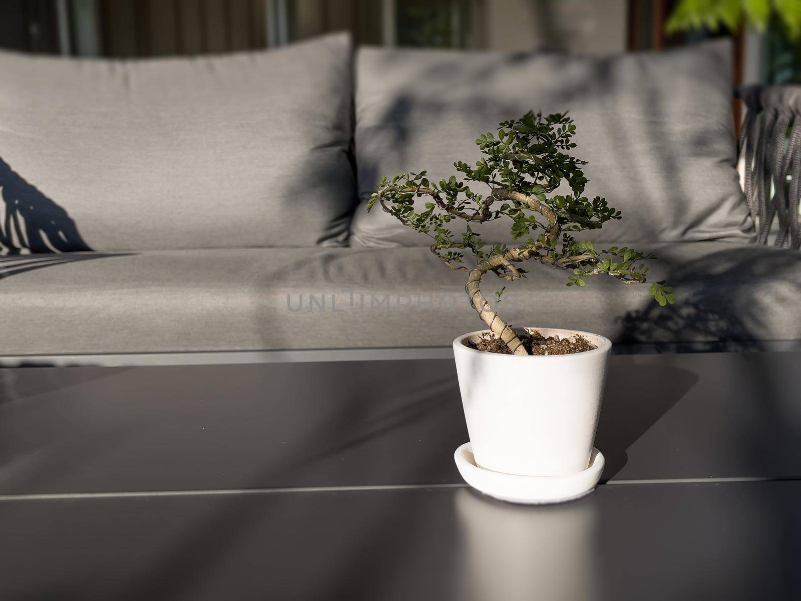 Table of free space with green plant, stock photo