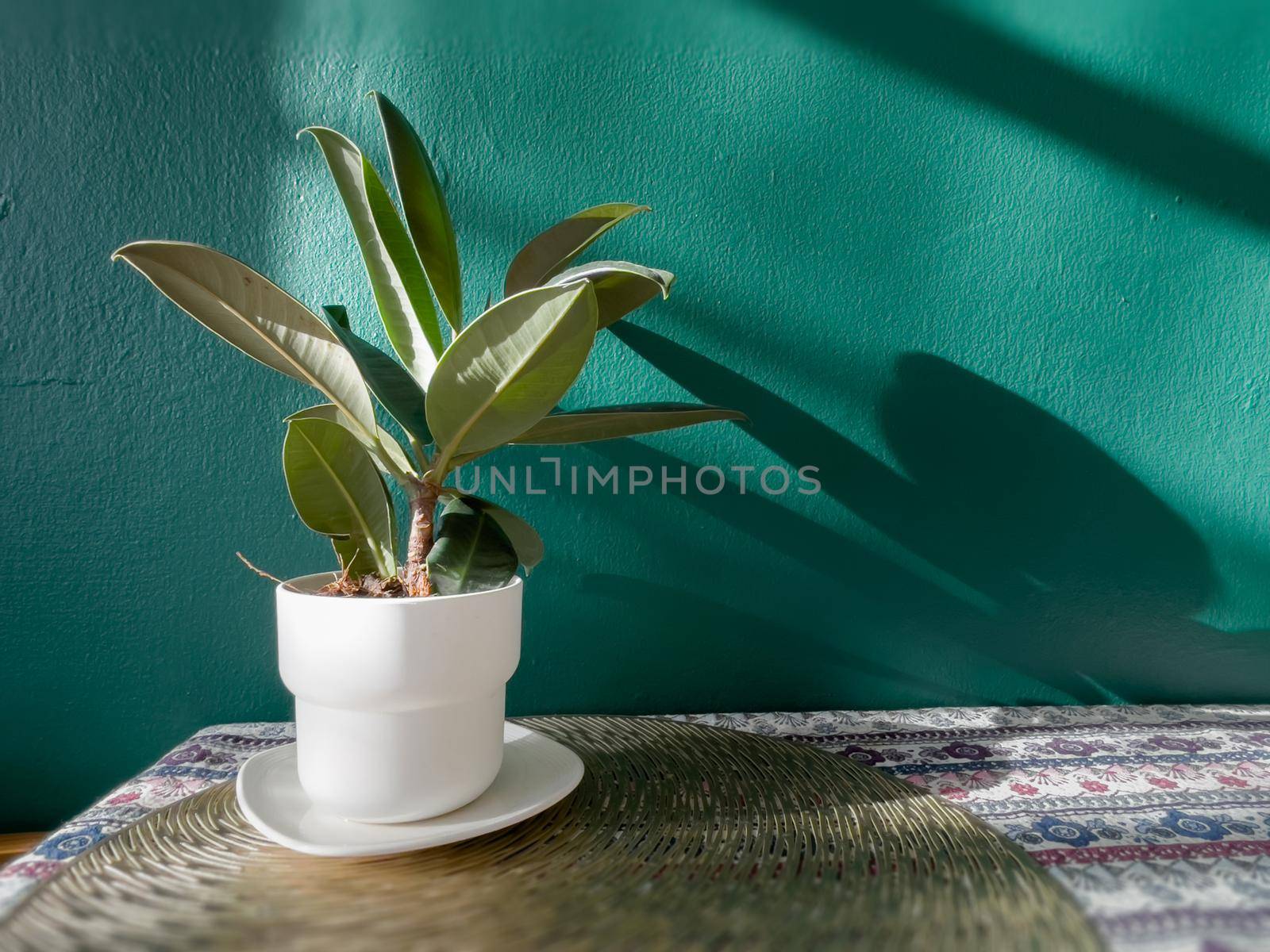 Table of free space with green plant by punsayaporn