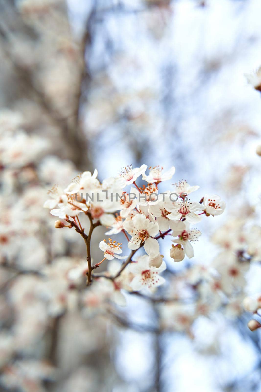 Apricot trees bloom with white flowers in early spring.