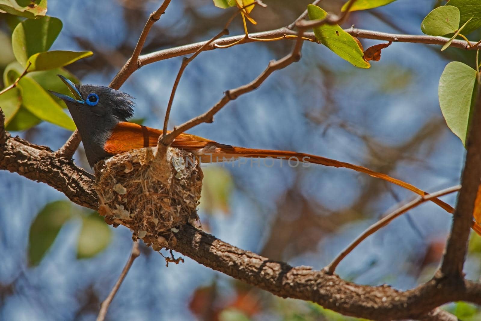 African Paradise Flycatcher Terpsiphone viridis 13619 by kobus_peche