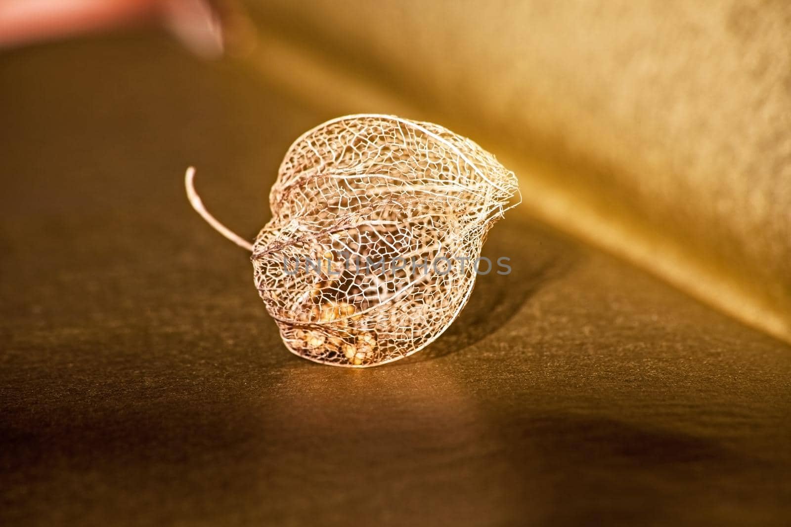 The golden dried skeleton of the husk of the Cape Gooseberry (Physalis peruviana) with seeds inside,