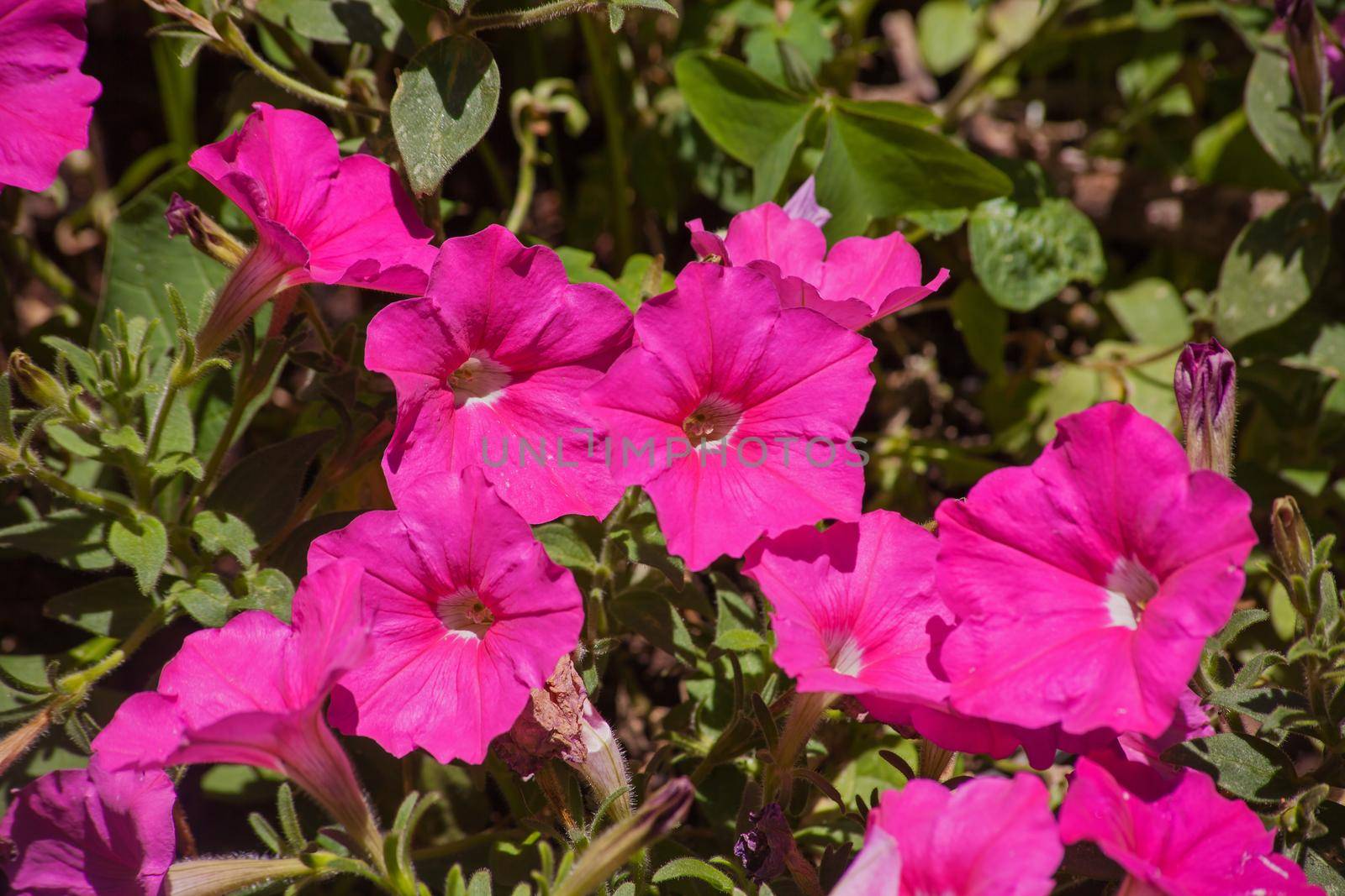 A plant with several pink Petunia flowers