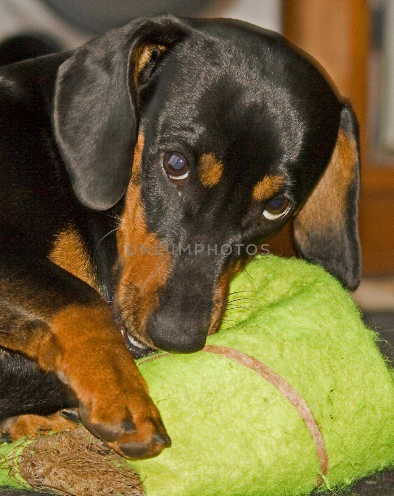 Young Dachshund with outsized tennis ball 0225 by kobus_peche