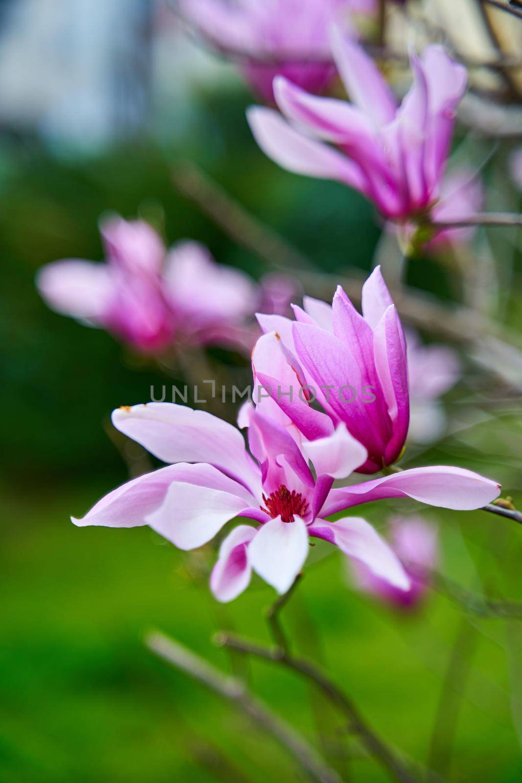 Blooming magnolia flowers in the city park.