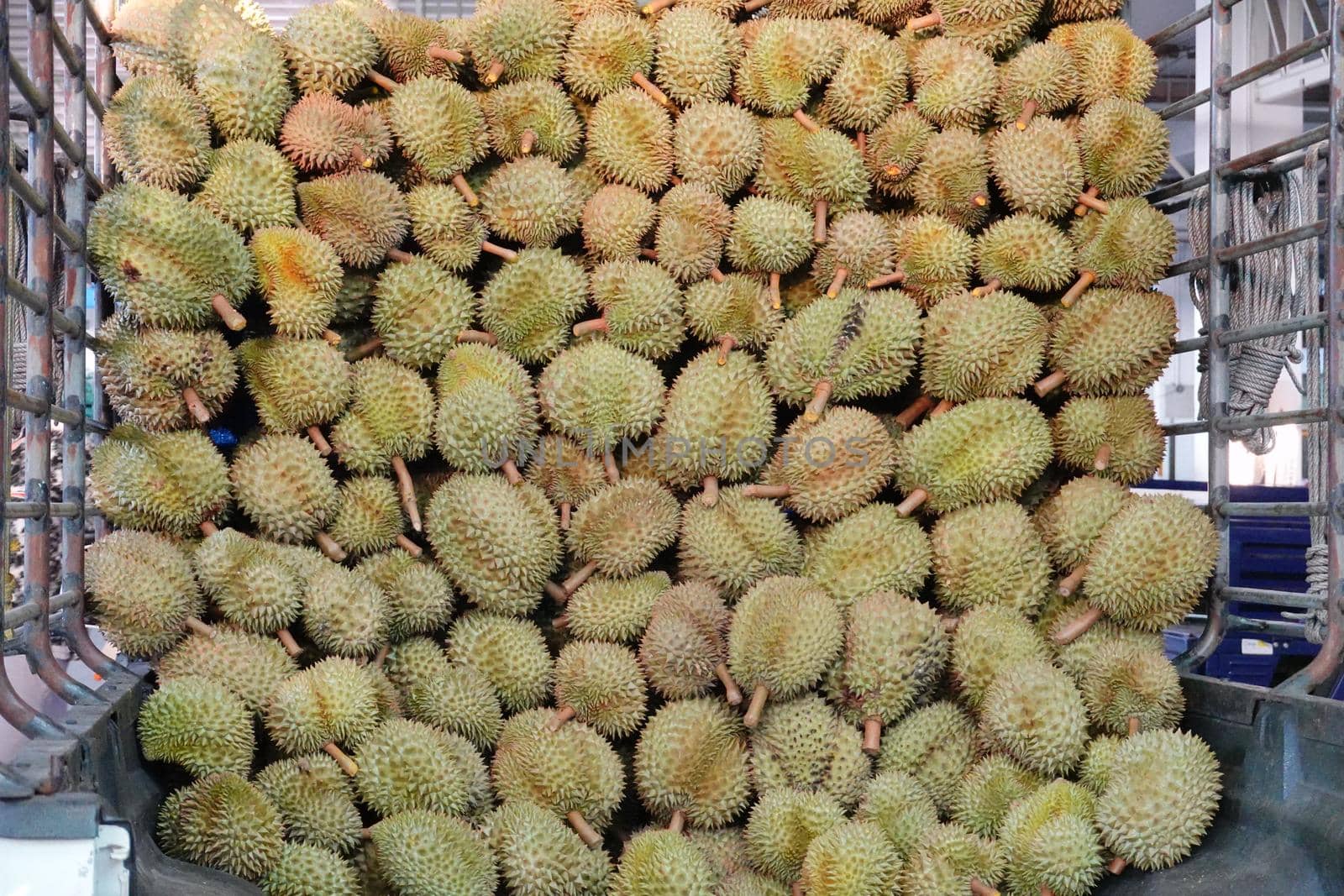 Basket full of durians at Talad Thai fruits market.