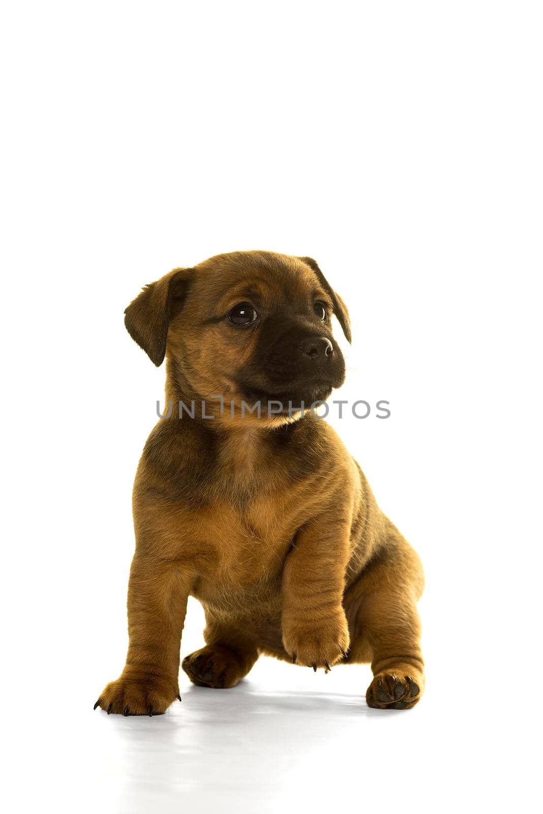 Brown, tan Jack Russel puppy isolated in white standing front view