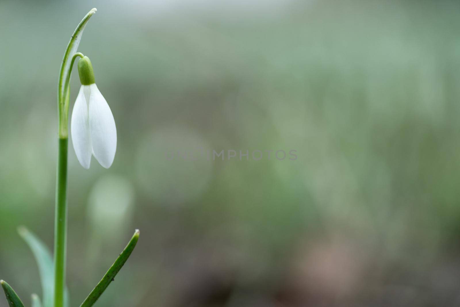 Snowdrop spring flowers in the forrest close-up macro with selective focus and delicate colors