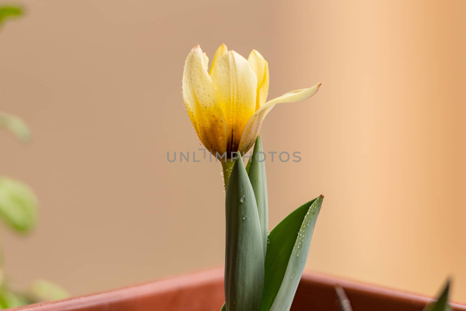 Spring background with beautiful yellow tulips