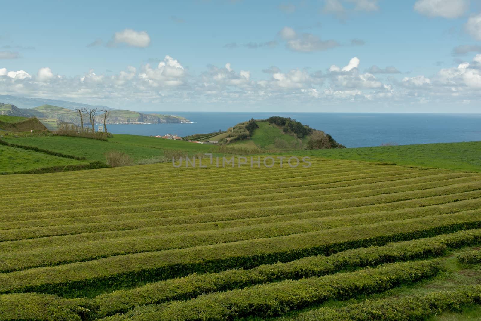 View on tea plantation rows at tea factory .