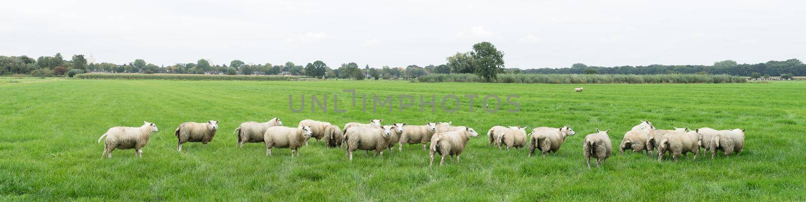 Group of sheep grazing in a Dutch meadow at summertime
