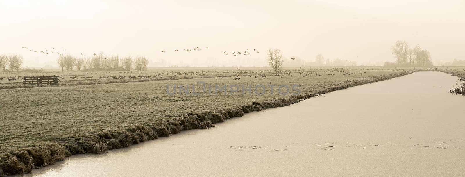 Frozen polder landscape with a ditch in The Netherlands  by LeoniekvanderVliet