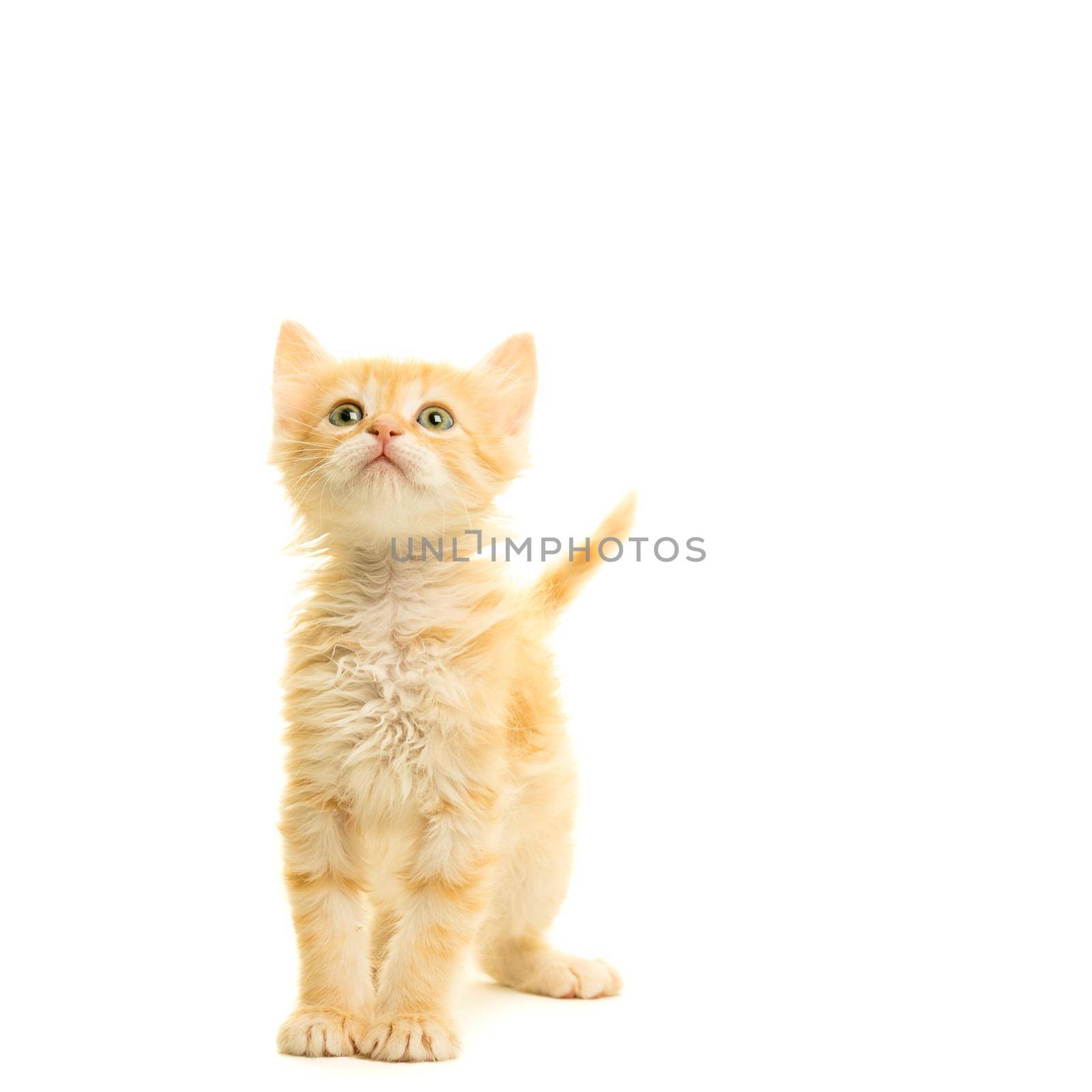 Tabby turkish angora cat kitten looking up standing isolated on a white background by LeoniekvanderVliet