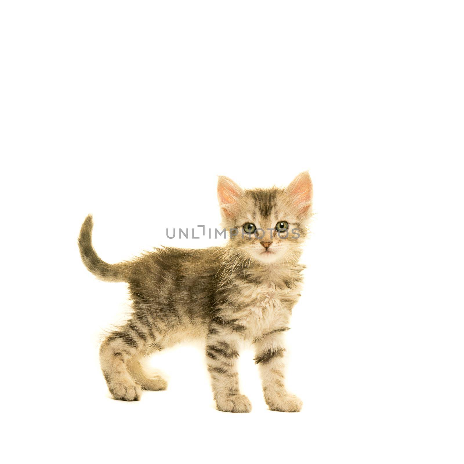 Tabby turkish angora cat kitten looking at the camera isolated on a white background