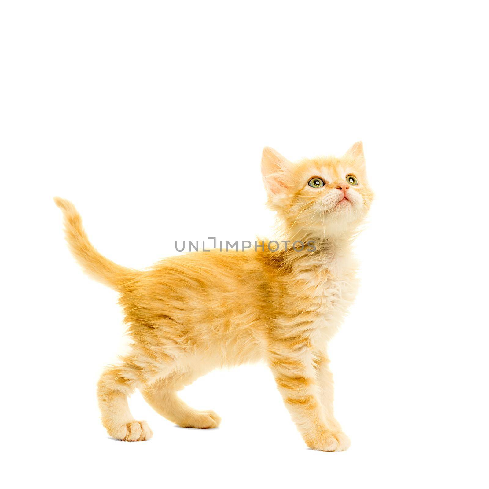 Tabby turkish angora cat kitten looking up standing isolated on a white background
