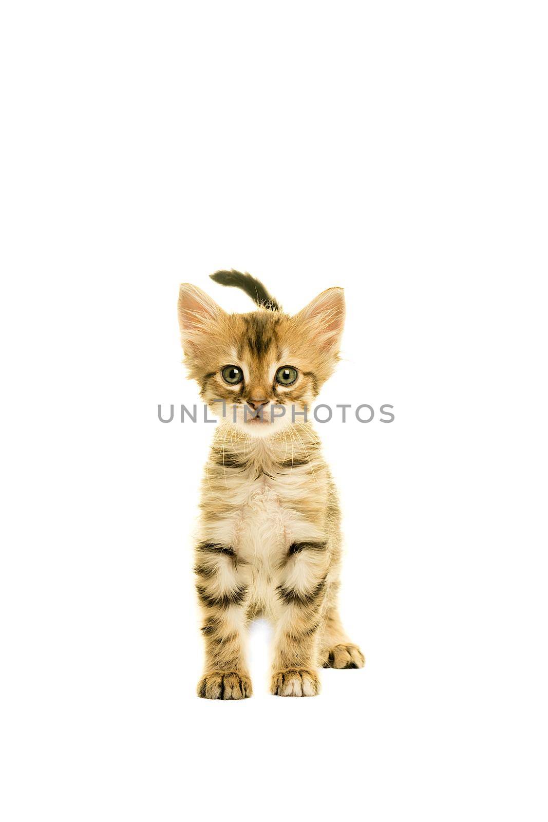 Tabby turkish angora cat standing isolated on a white background by LeoniekvanderVliet