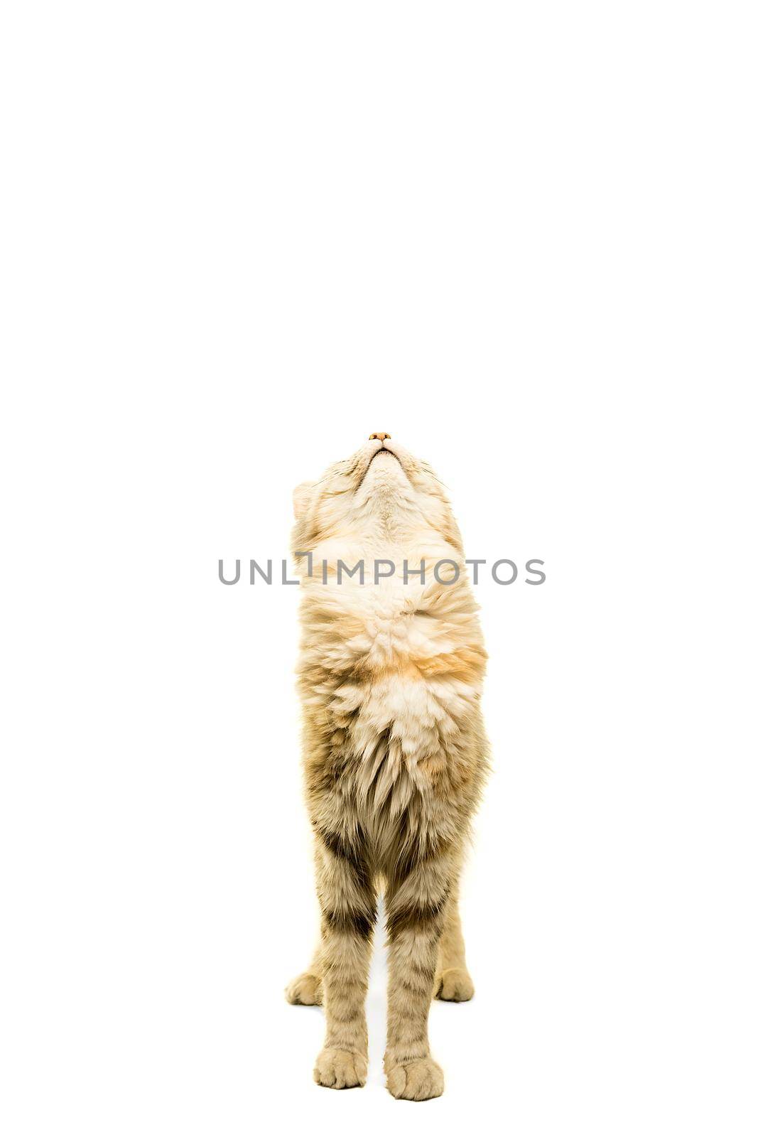 Beautiful Turkish Angora cat tabby isolated in white