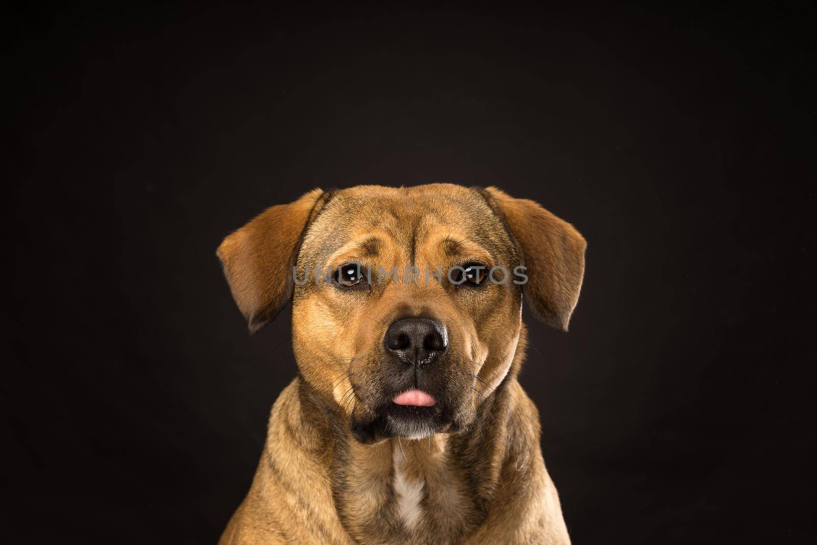 Potrtrait of the head of a Rottweiler mix dog in the studio with black background showing his tongue