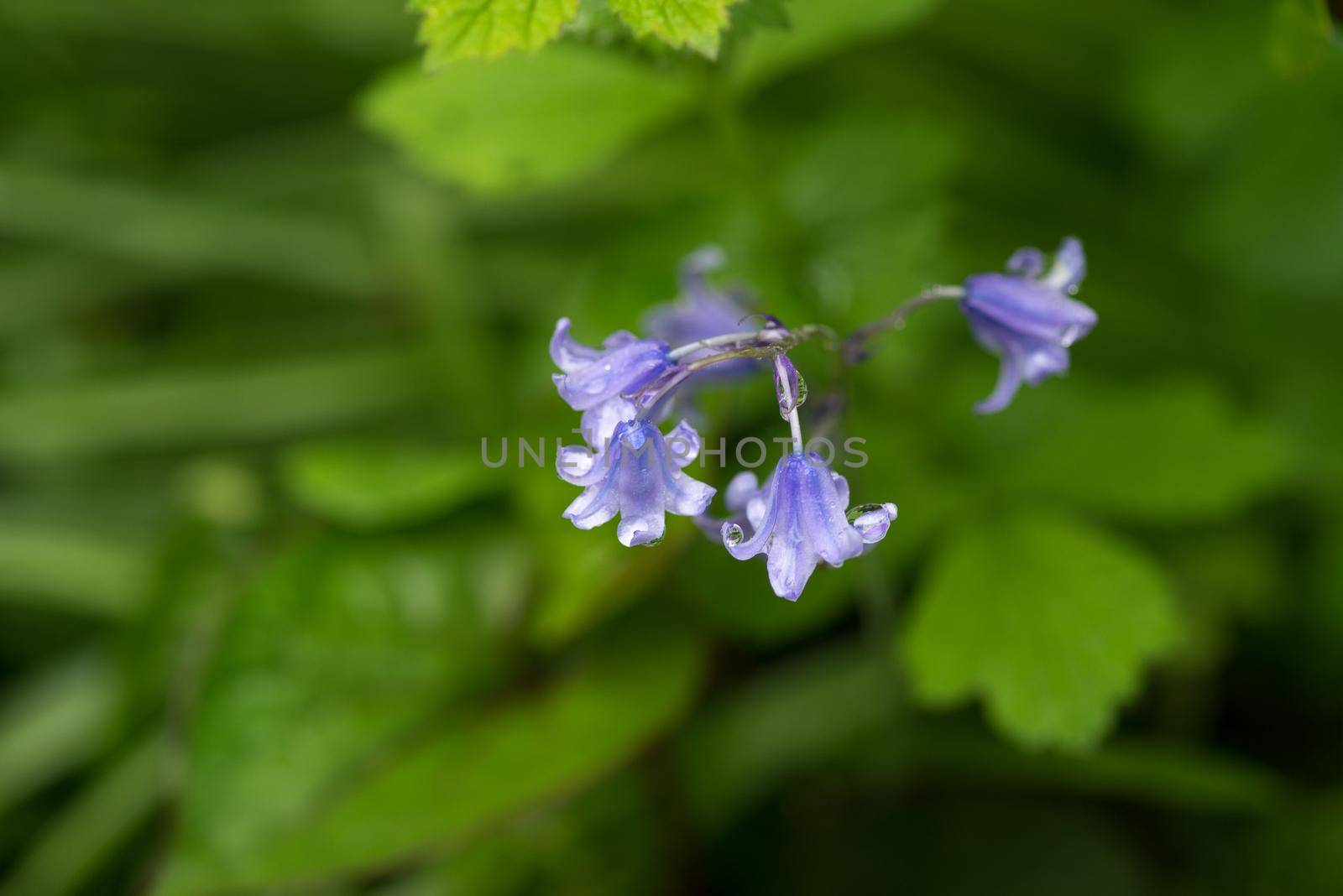 Common Bluebell, hyacinth non-scripta, with waterdrops close-up macro