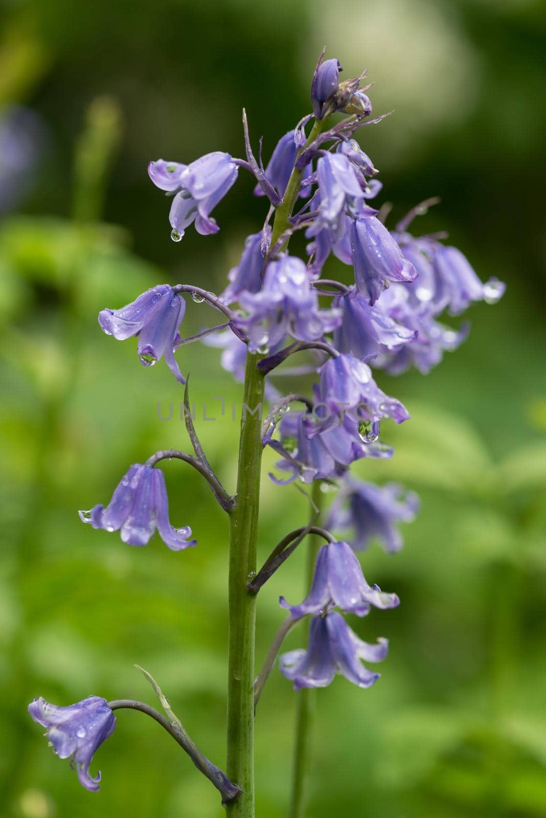 Common Bluebell, hyacinth non-scripta, with waterdrops close-up macro