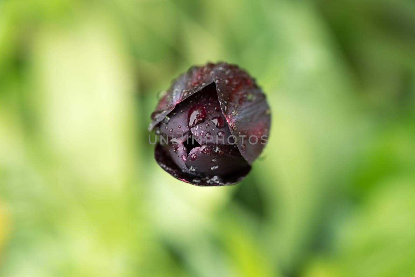 Macro closeup of a deep purple tulip in a green background with waterdrops by LeoniekvanderVliet