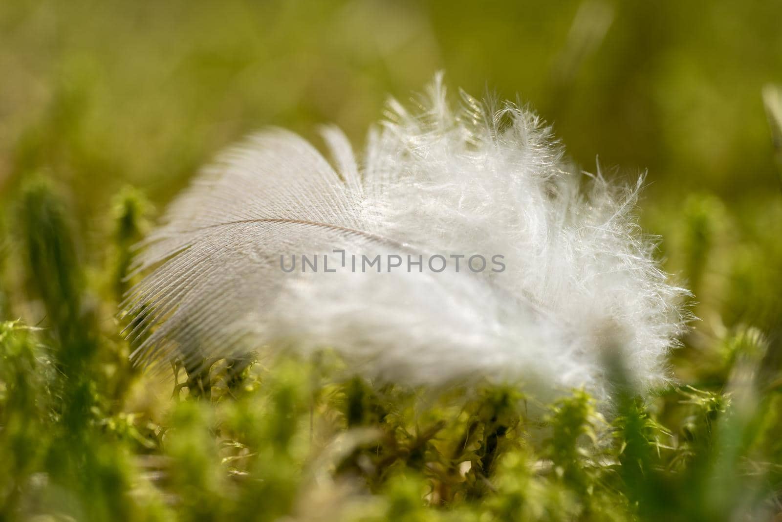 Macro closeup of a white feather on a bed of moss