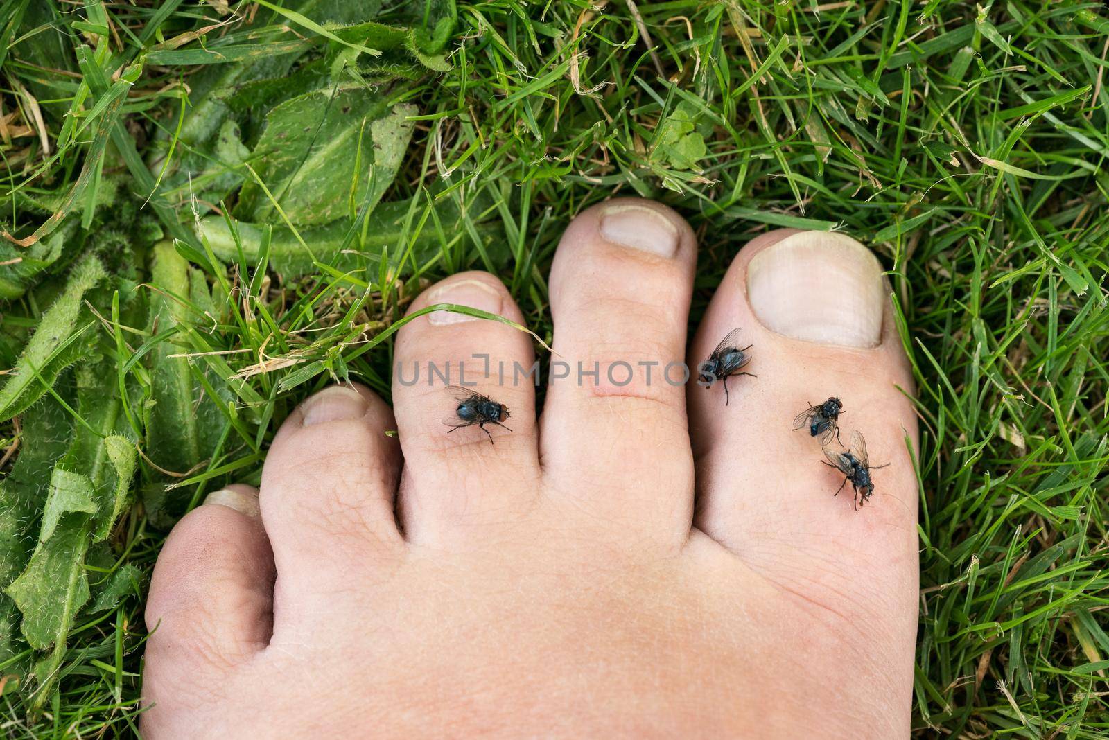 Closeup of flies on toes in the grass in summer