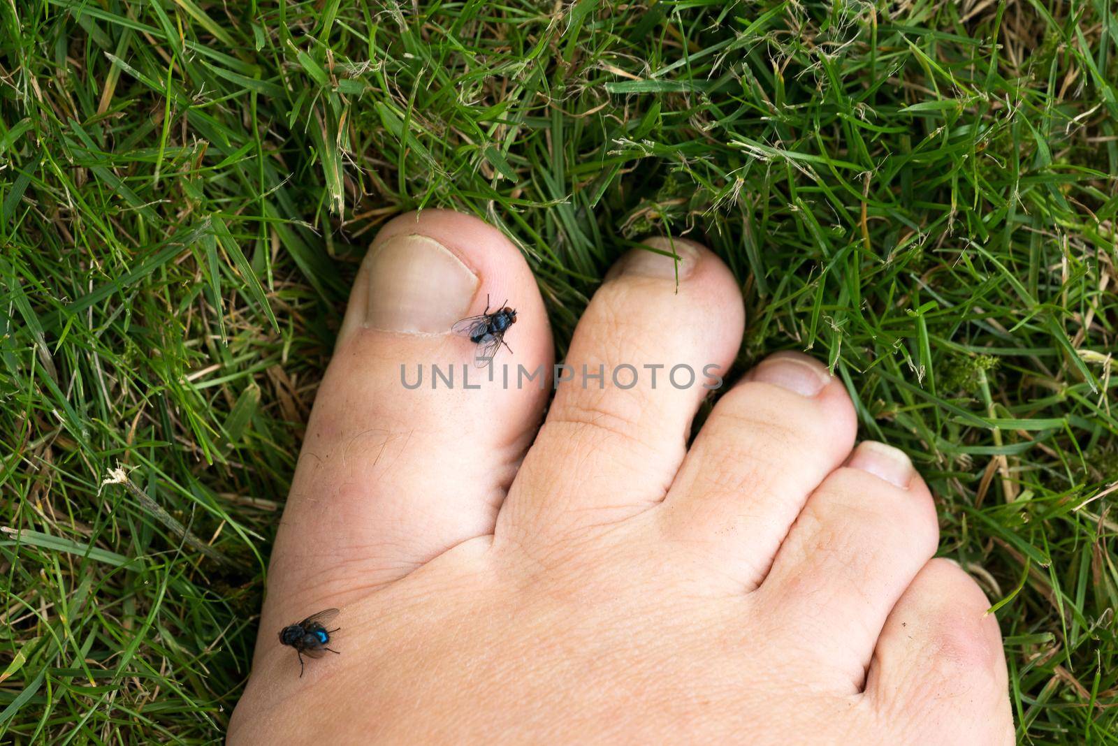 Closeup of flies on toes in the grass in summer by LeoniekvanderVliet