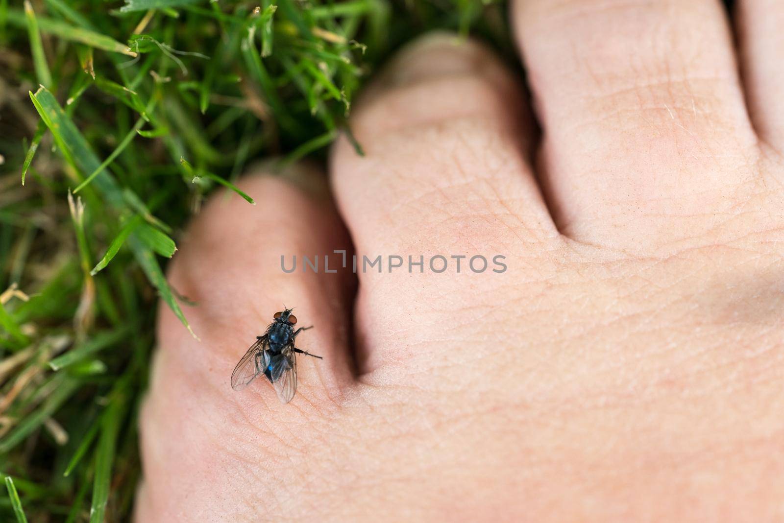 Closeup of flies on toes in the grass in summer by LeoniekvanderVliet