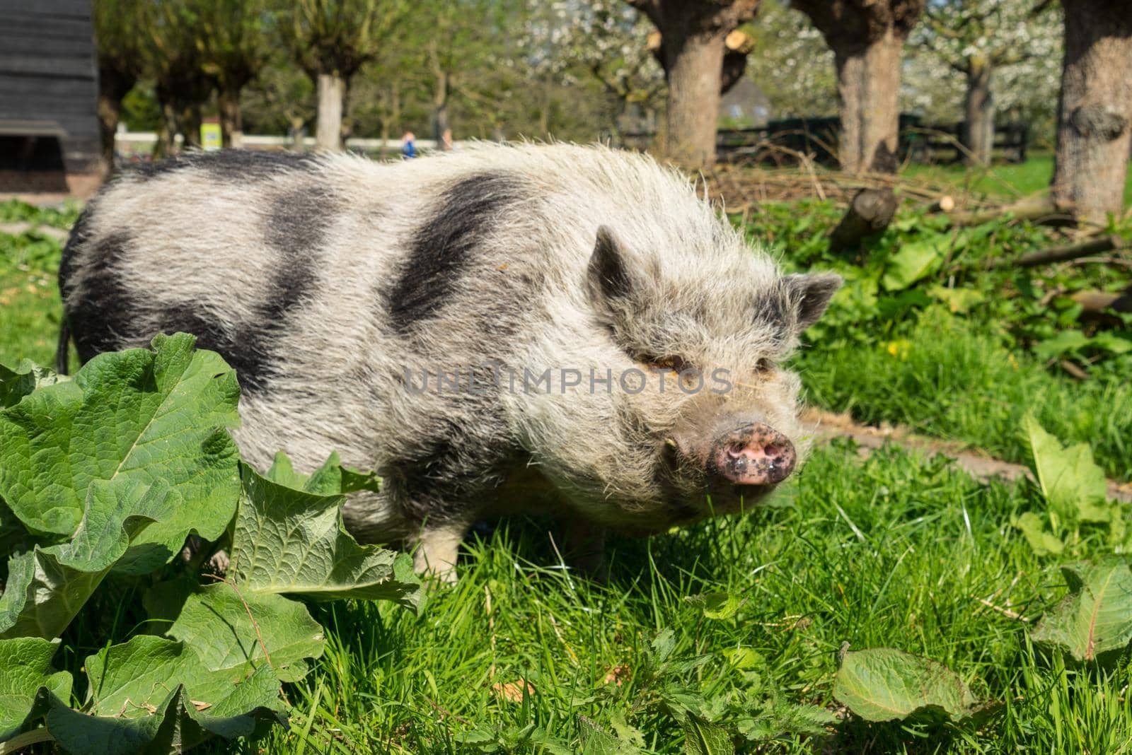 Pot-bellied Pig walking in the grass on a farm by LeoniekvanderVliet