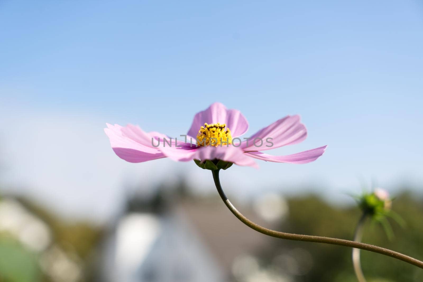 Macro closeup of a pink Cosmea flower by LeoniekvanderVliet