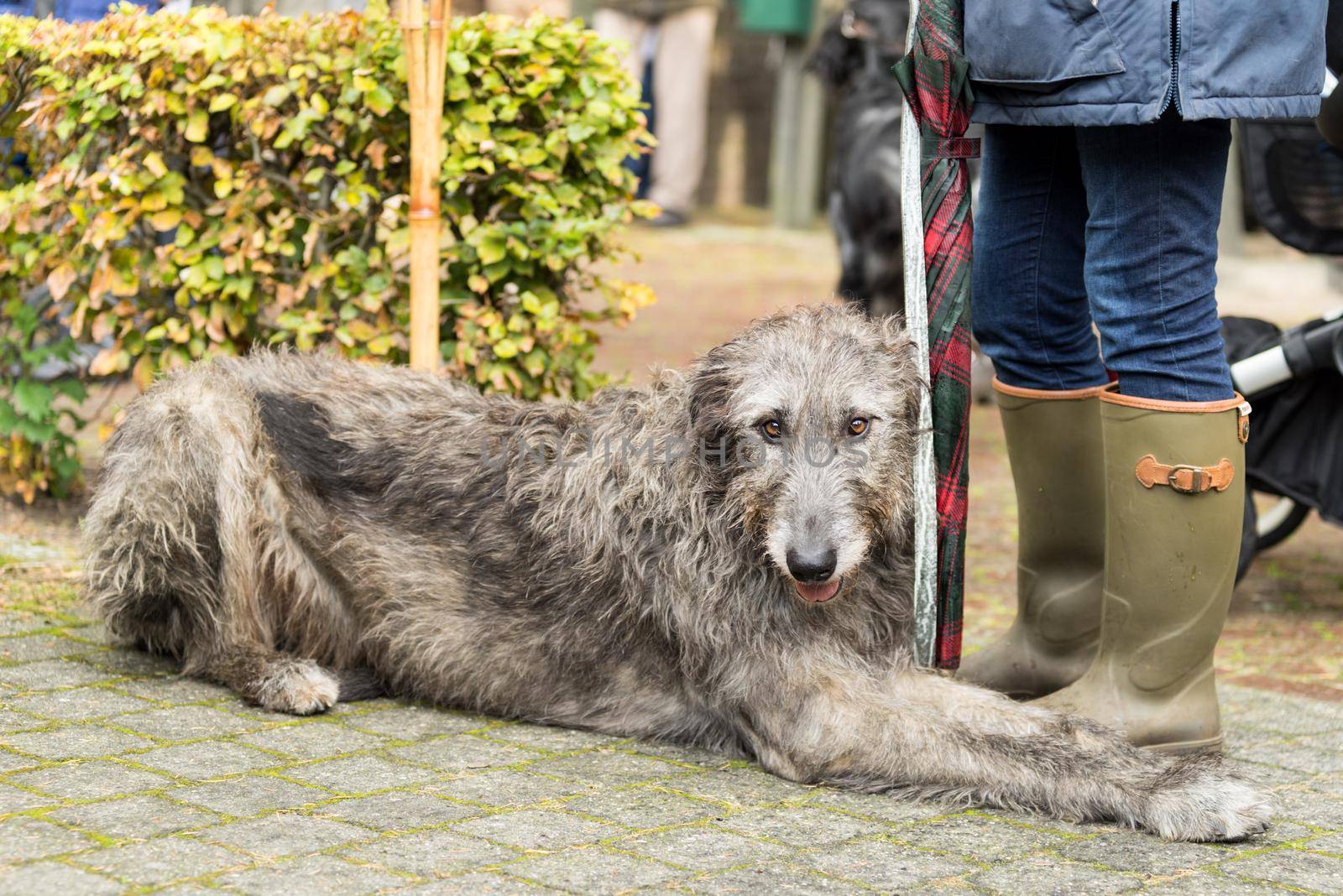 Portrait of an Irish wolfhound used for hunting with his boss by LeoniekvanderVliet