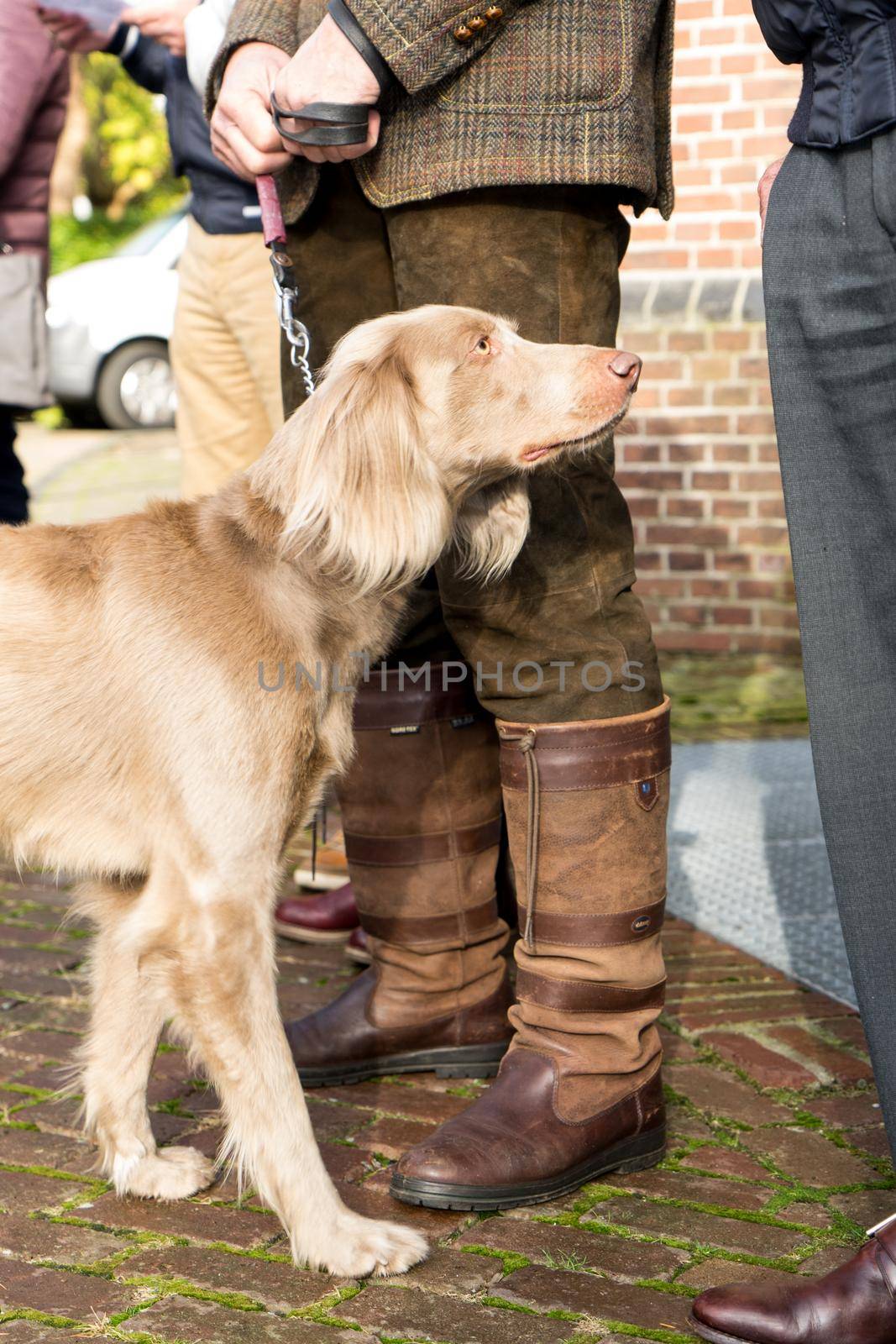 Portrait of a longhaired weimaraner standing next to his boss