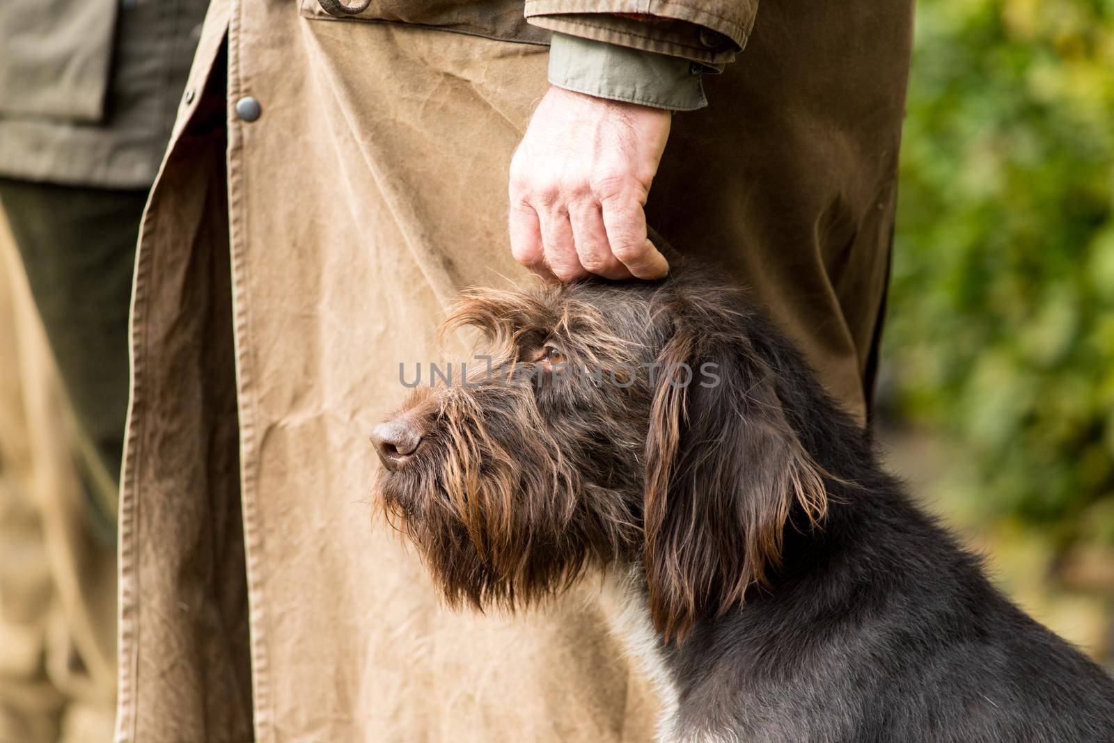 Portrait of a German wirehaired pointer sitting next to his owner the hunter being caressed