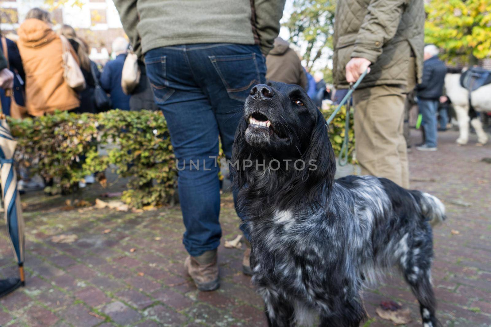 Cute friendly big munsterlandr dog greeting someone in the street by LeoniekvanderVliet