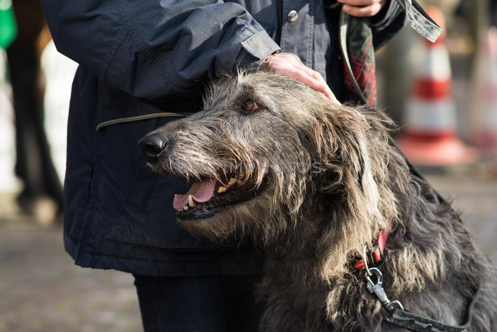 Portrait of an Irish wolfhound used for hunting with his boss