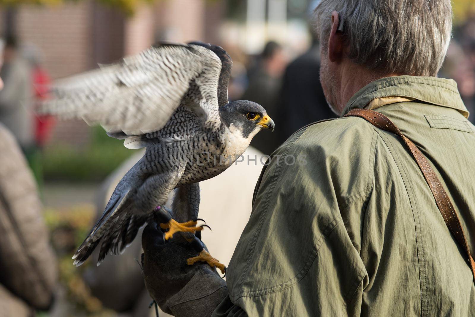 Peregrine Falcon sitting on the glove of his owner the hunter by LeoniekvanderVliet