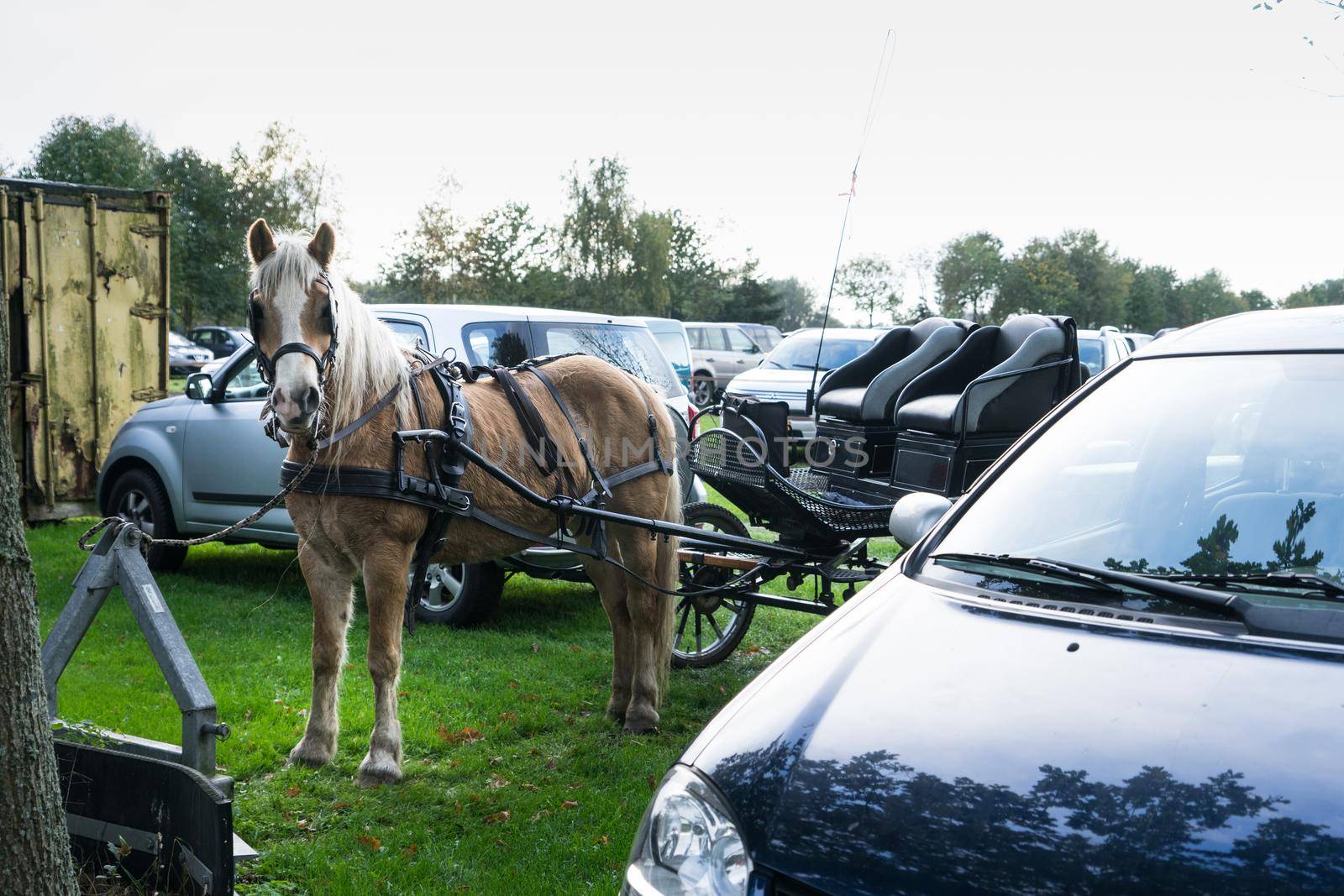 Horse and carriage parked between cars on a rural parking lot