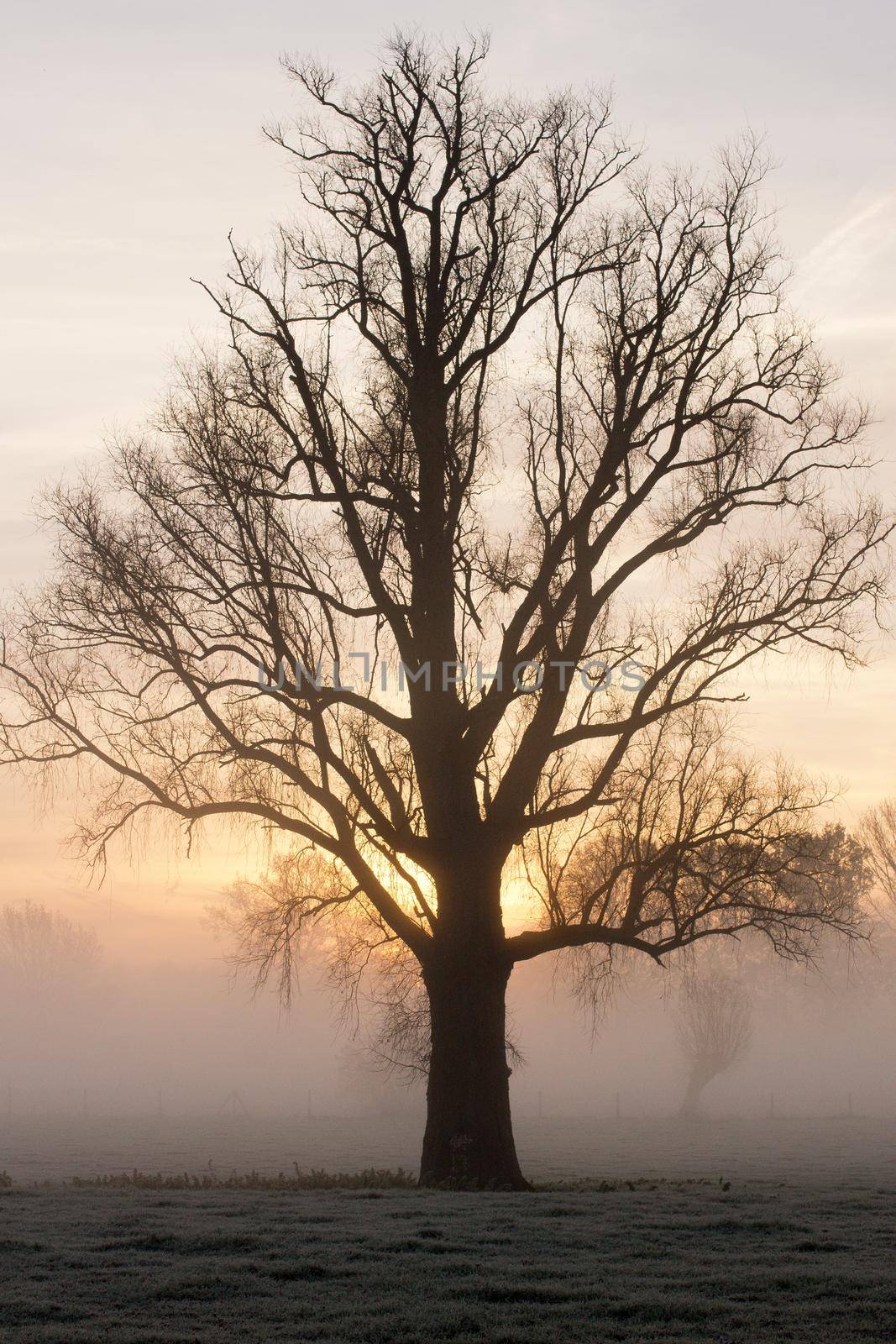 Silhouette of a bare tree in the mist in the morningsun in springtime